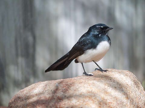 Image of Willie Wagtail