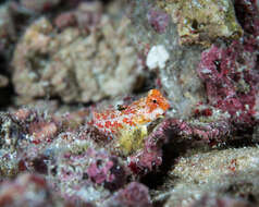 Image of Moyer&#39;s dragonet