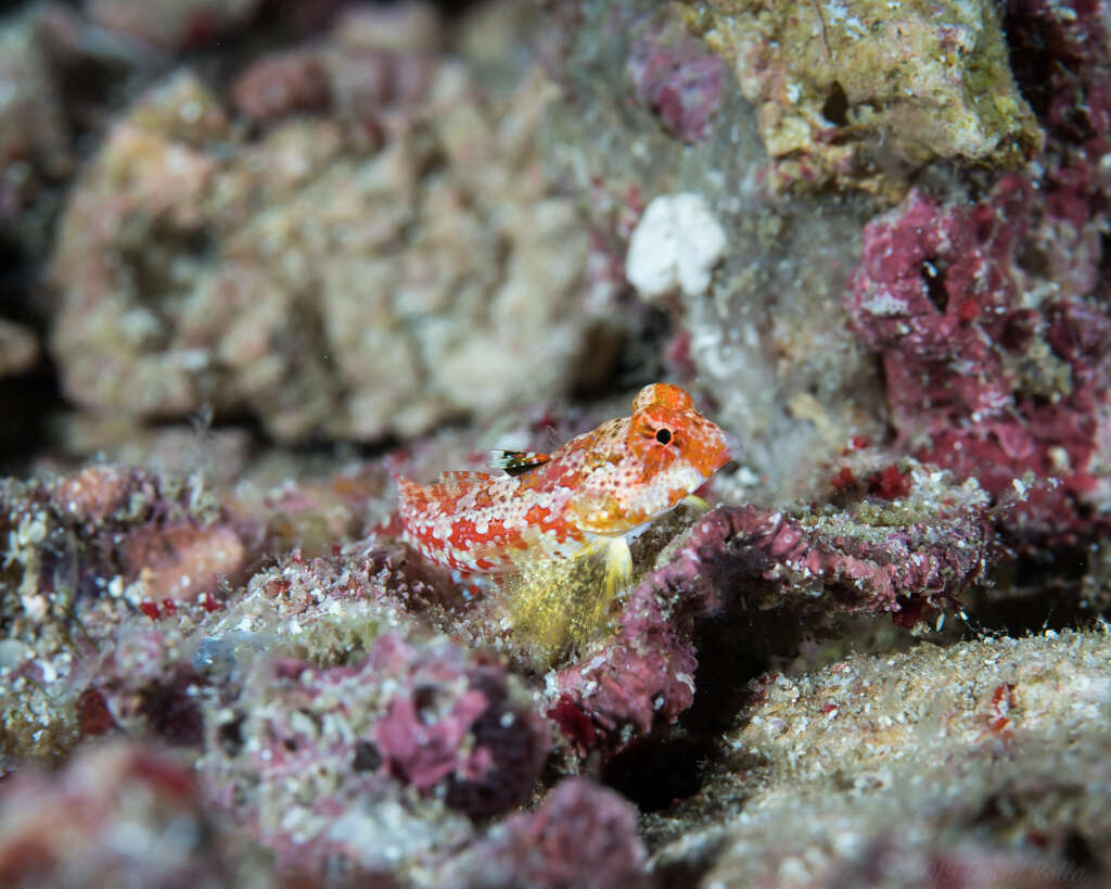 Image of Moyer&#39;s dragonet