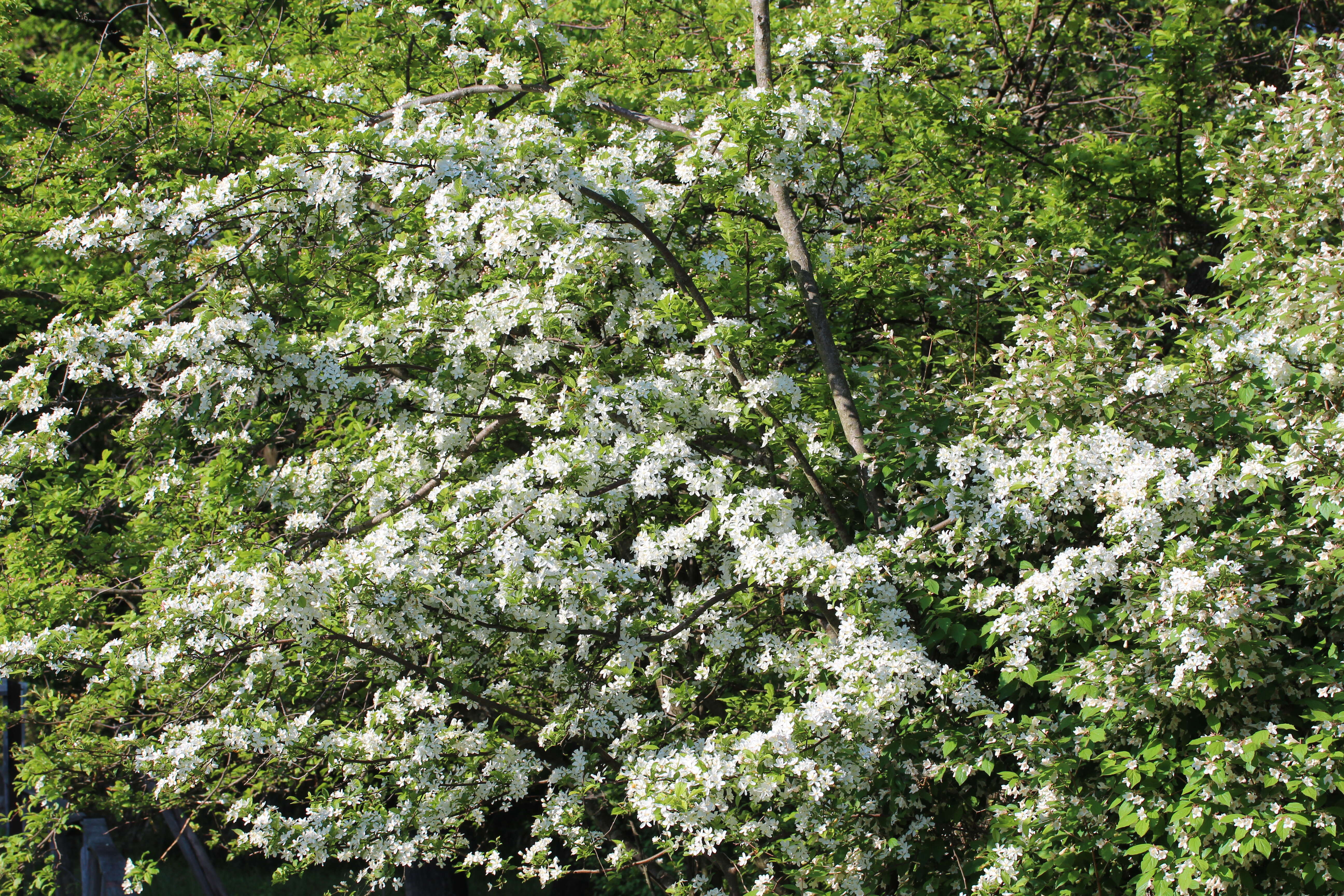 Plancia ëd Pyrus calleryana Decne.