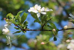 Plancia ëd Pyrus calleryana Decne.