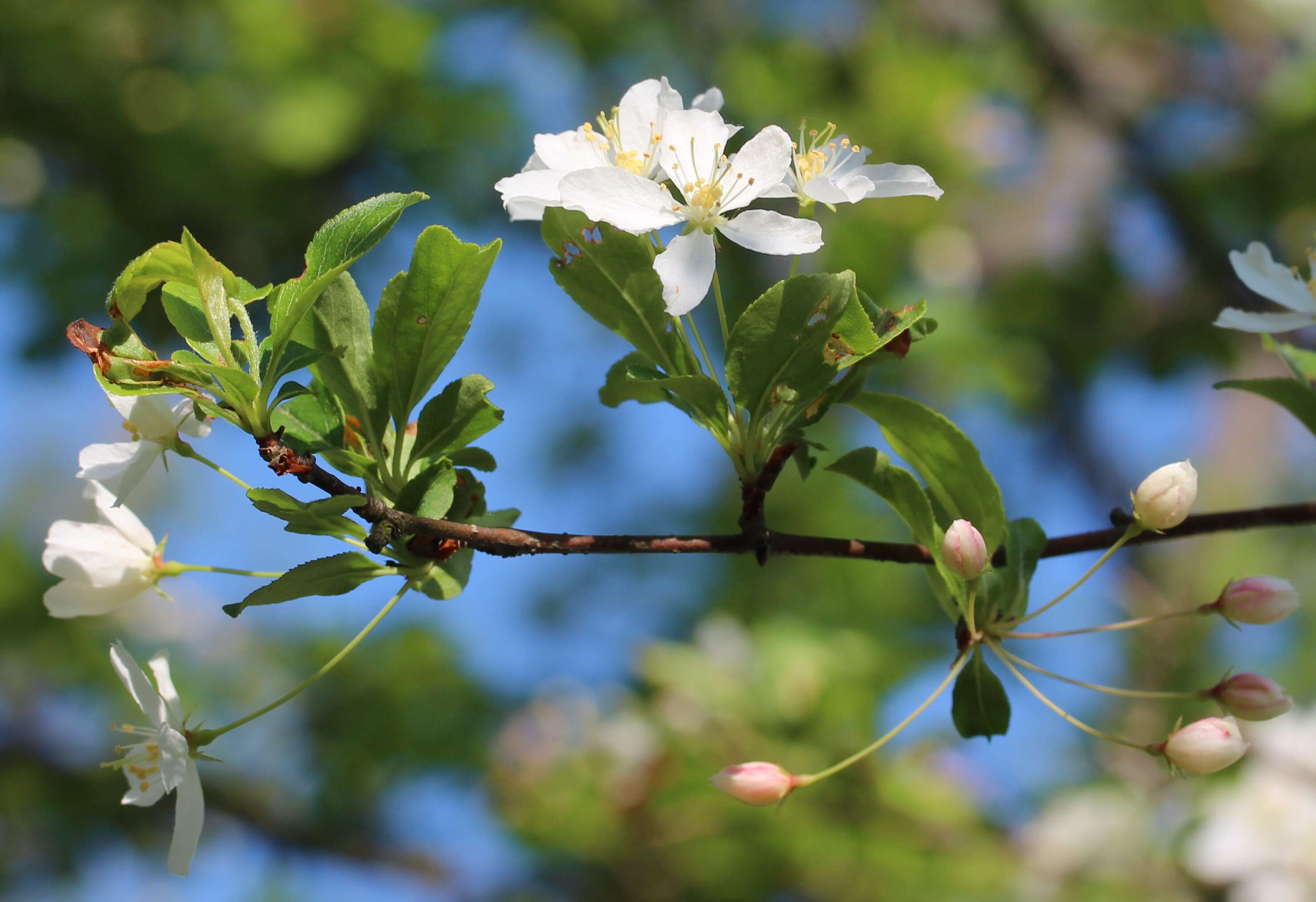 Plancia ëd Pyrus calleryana Decne.