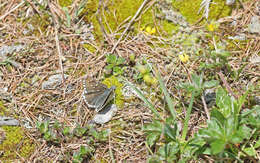 Image of Dusky Grizzled Skipper