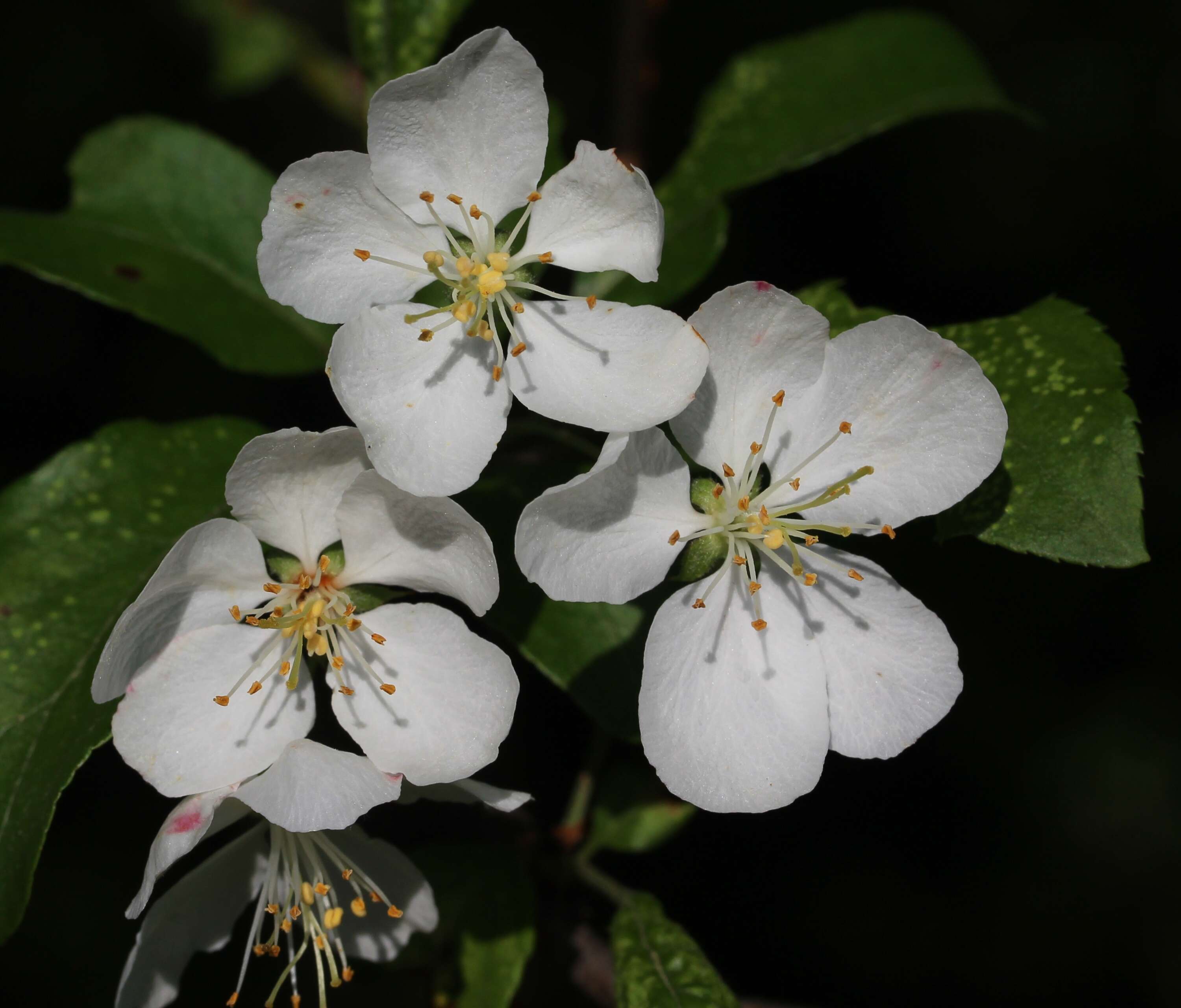 Plancia ëd Pyrus calleryana Decne.