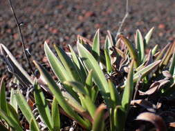 Image de Cynoglossum borbonicum (Lam.) Bory