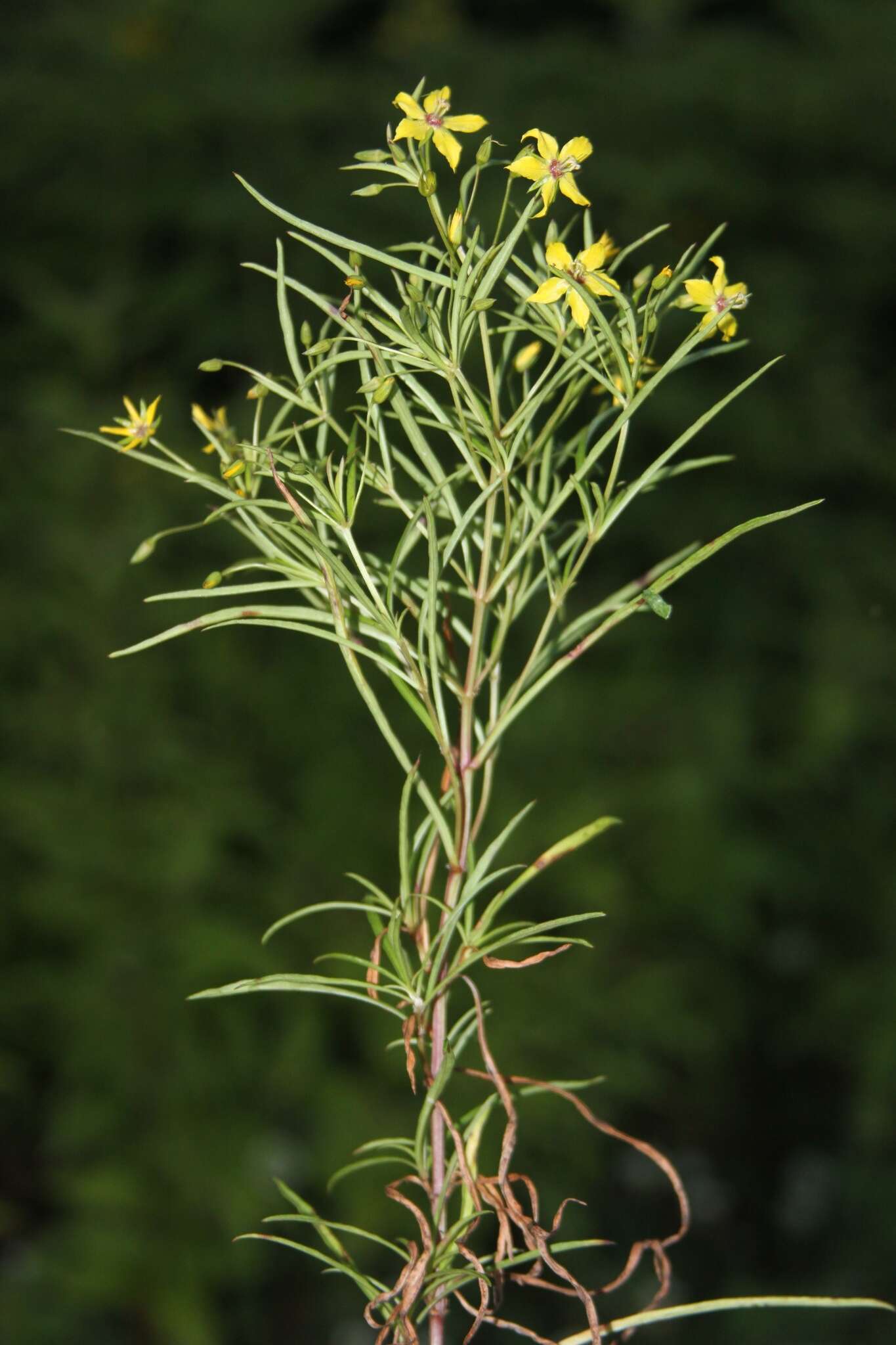 Image of Lance-Leaf Yellow-Loosestrife