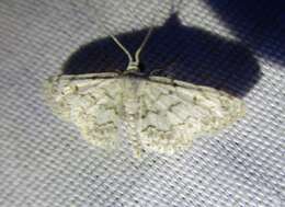 صورة Idaea violacearia Walker 1861