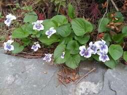 Image of common blue violet