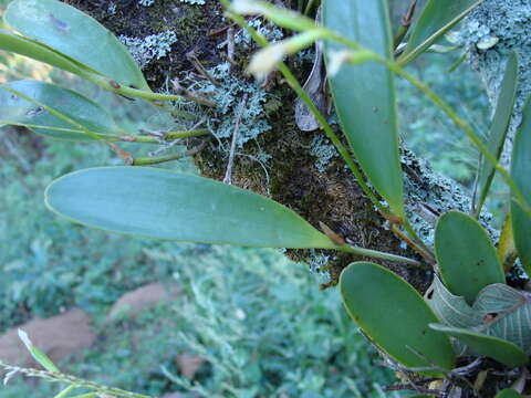 Слика од Stelis deregularis Barb. Rodr.