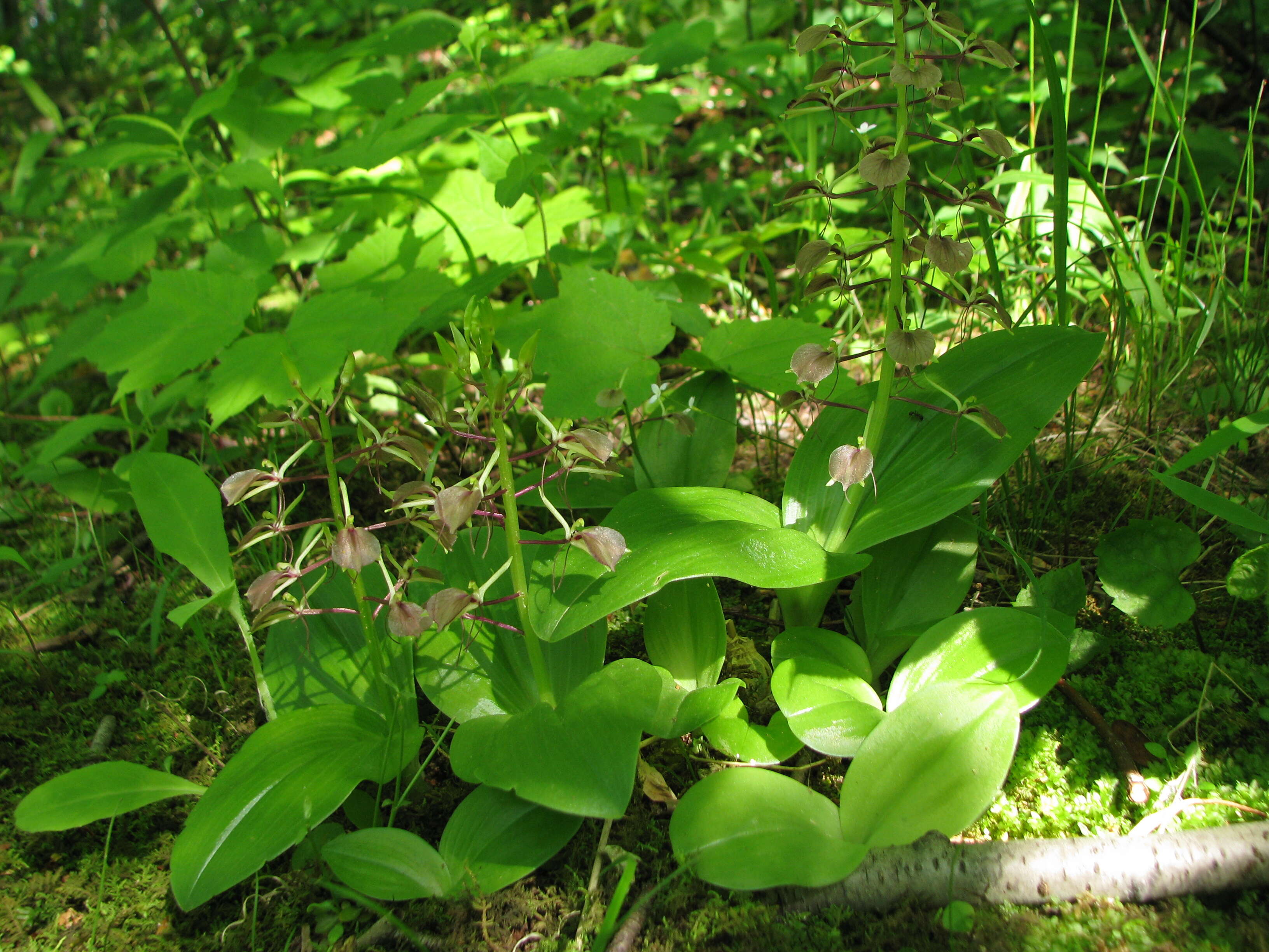 Plancia ëd Liparis liliifolia (L.) Rich. ex Lindl.