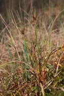 Image of common cottongrass