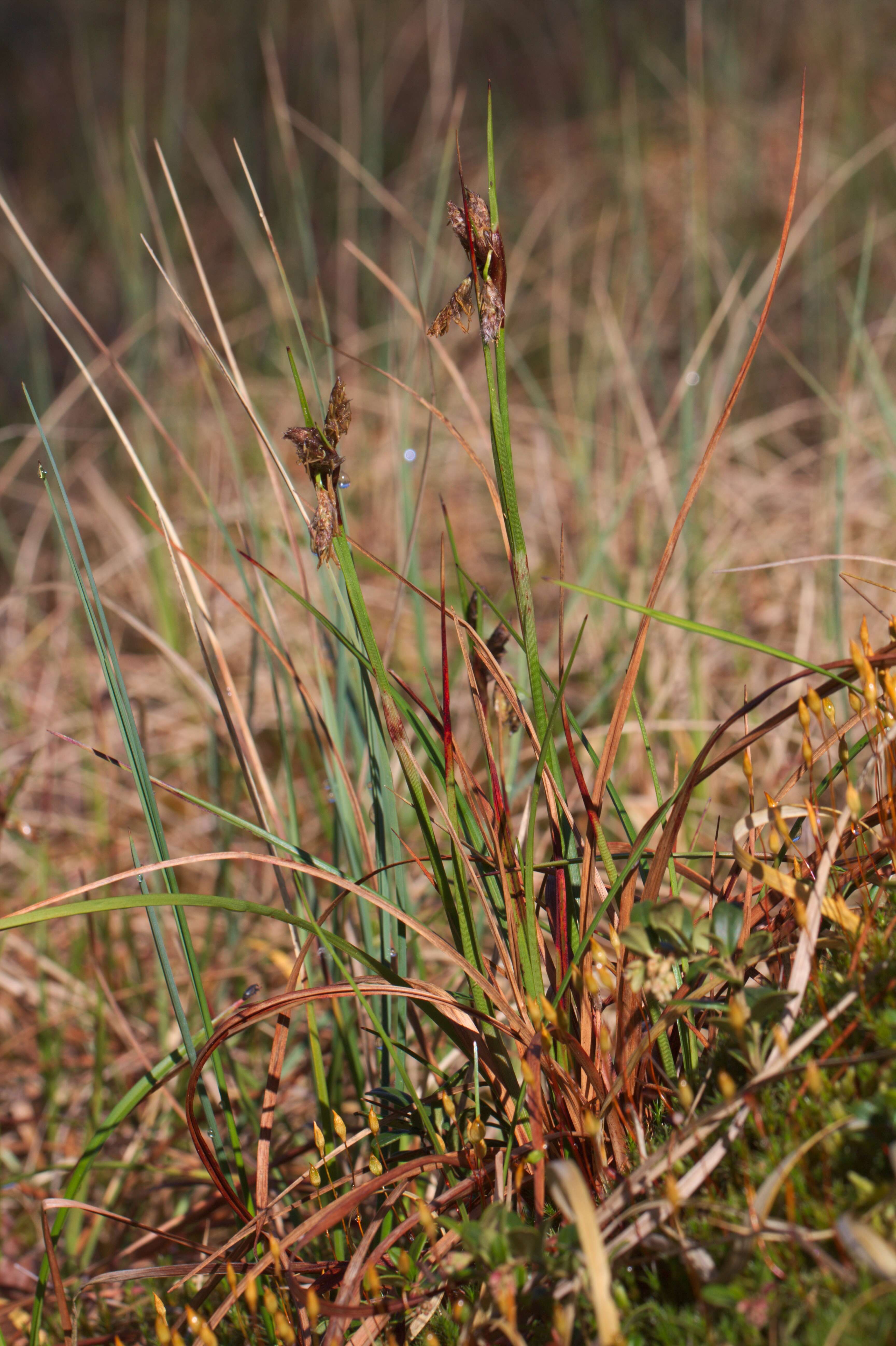 Image of common cottongrass