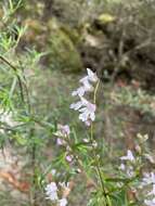 Image of Narrow-leaved Mint-bush