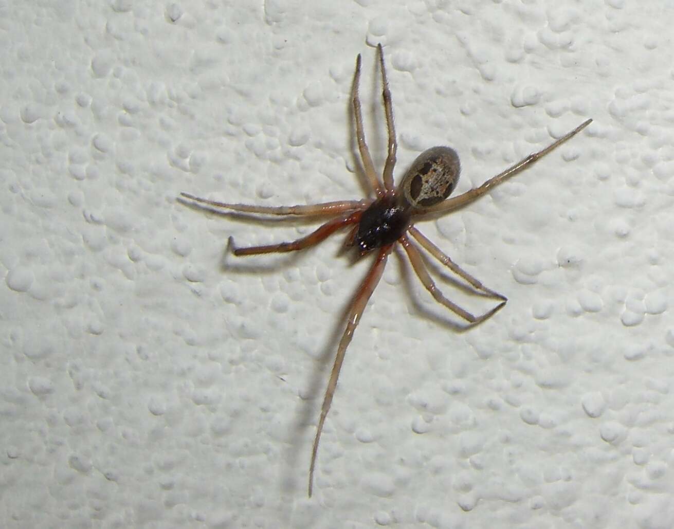 Image of Cobweb weaver