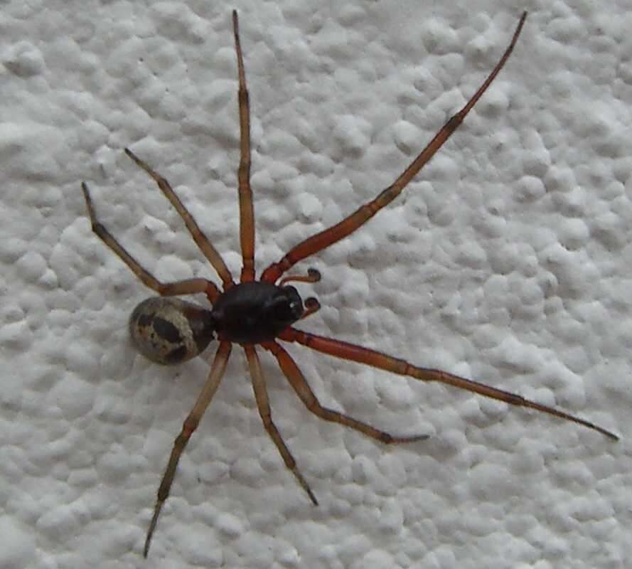 Image of Cobweb weaver