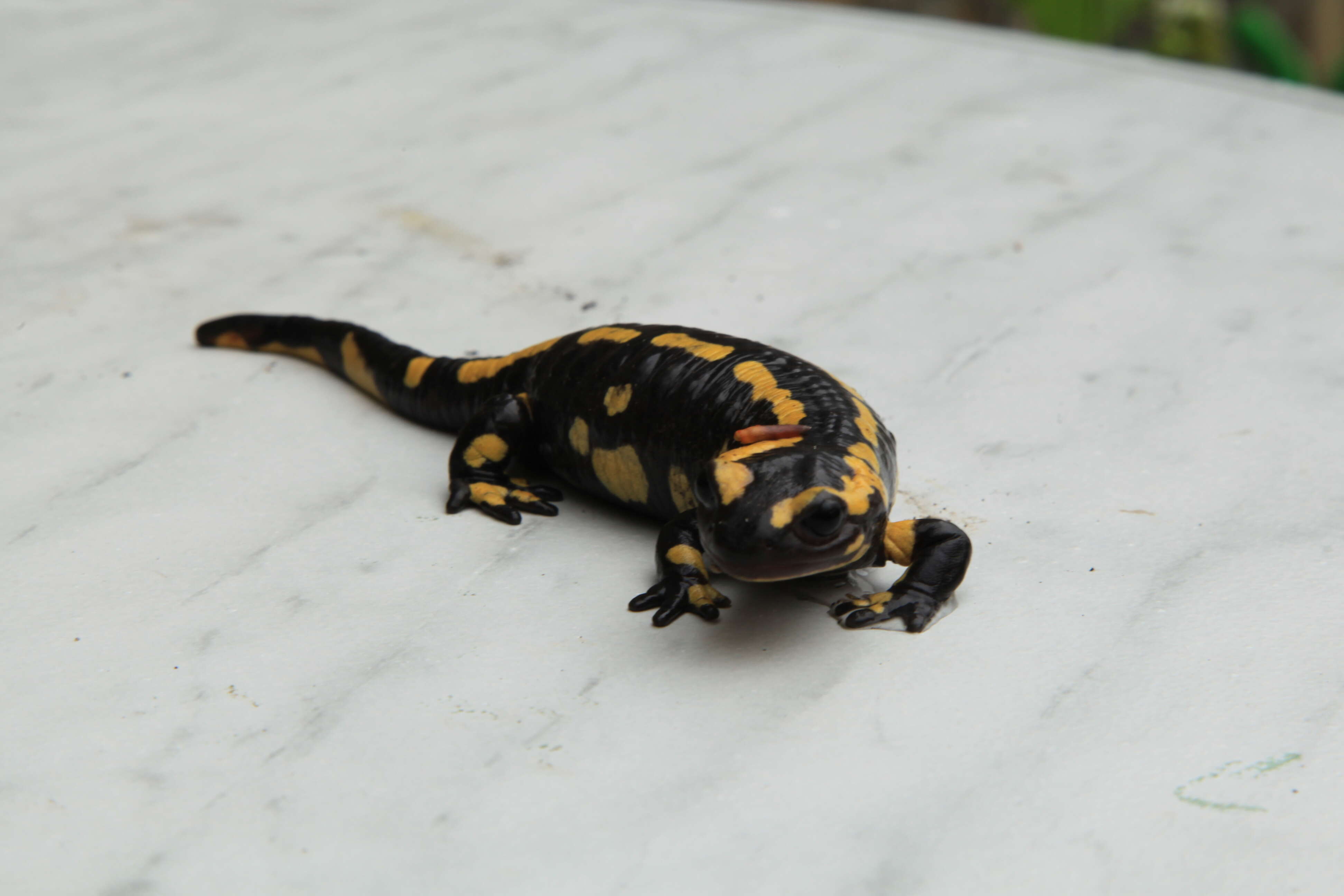 Image of Common Fire Salamander