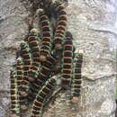 Image of Giant Silk Moth