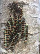 Image of Giant Silk Moth