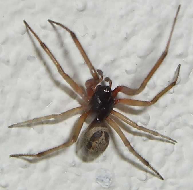 صورة Steatoda nobilis (Thorell 1875)