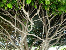 Imagem de Ficus benjamina L.