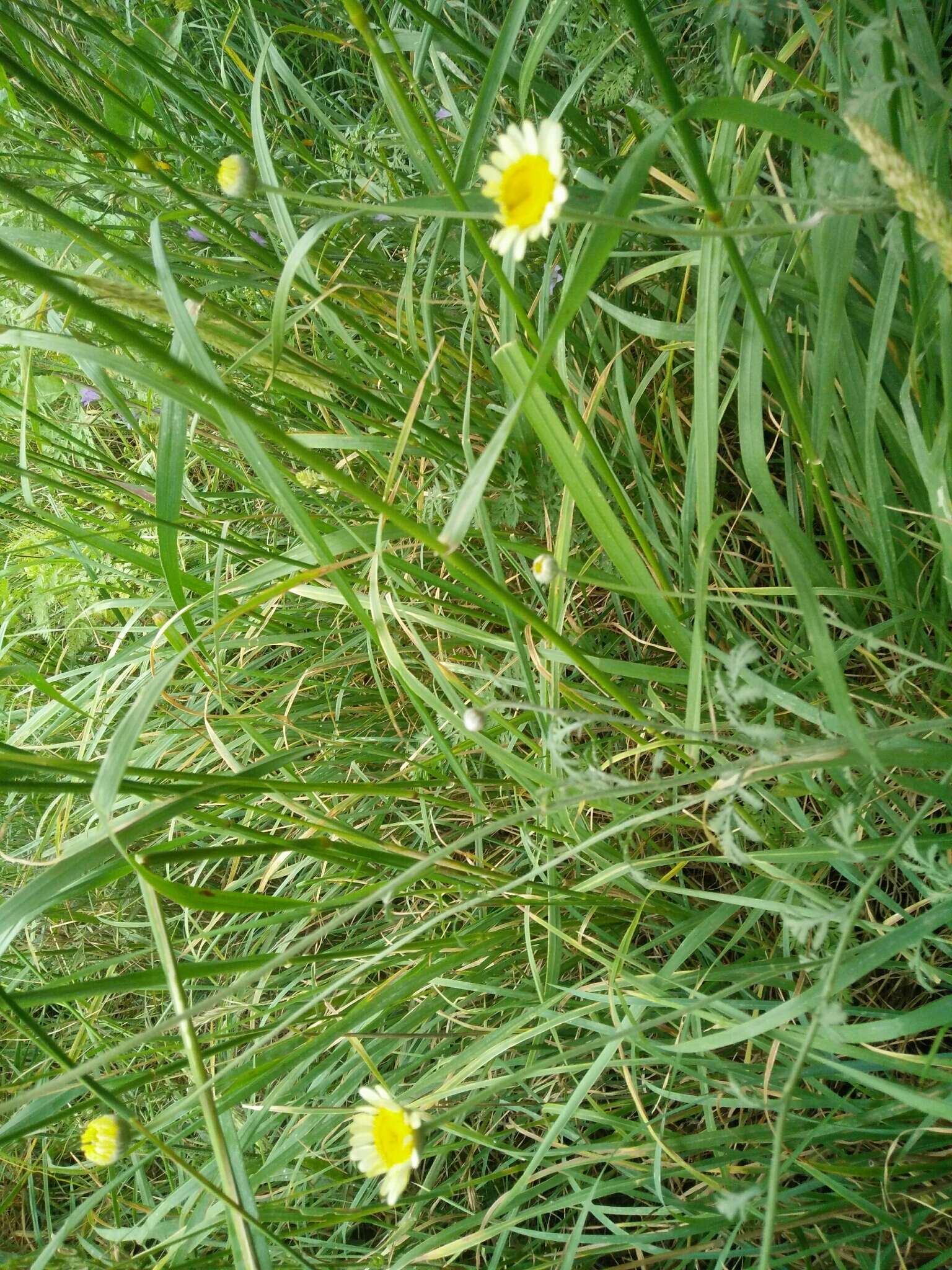 Image of Dyer's Chamomile