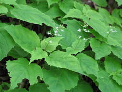 Image of Alpine enchanter’s-nightshade