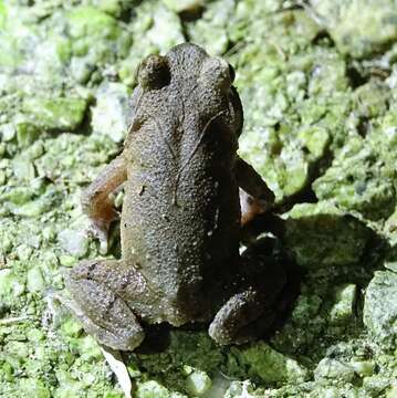 Image of Short-legged horned toad