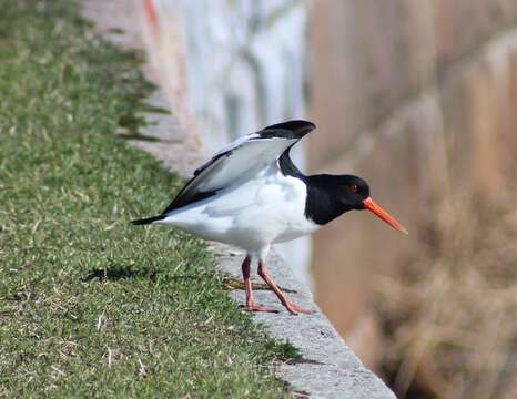 Image of oystercatcher, eurasian oystercatcher