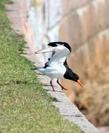 Image of oystercatcher, eurasian oystercatcher