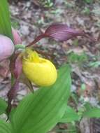 Imagem de Cypripedium parviflorum var. parviflorum