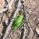 Image of Short-tailed Plump Bush-cricked