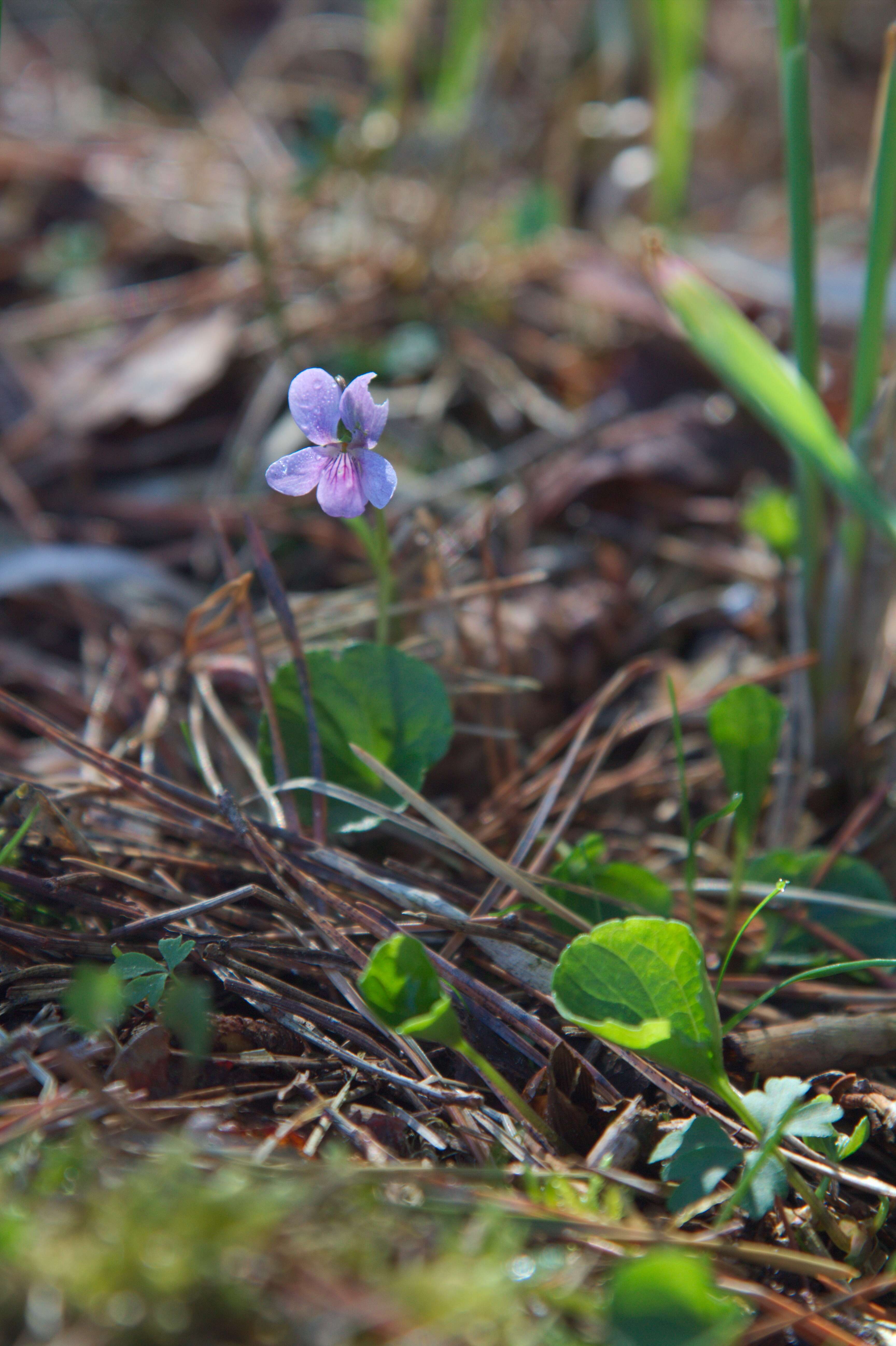 Image of marsh violet