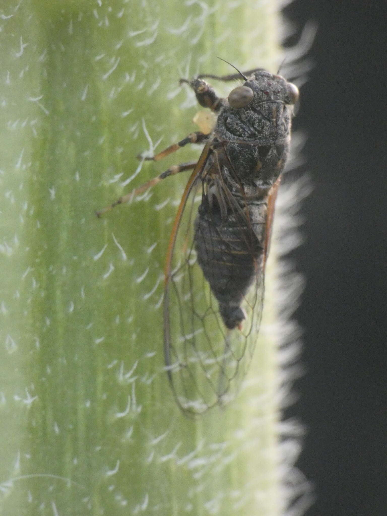 Tettigettula pygmea (Olivier 1790)的圖片