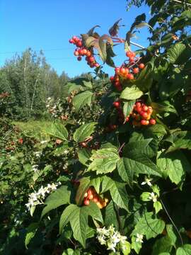 Image of American cranberrybush