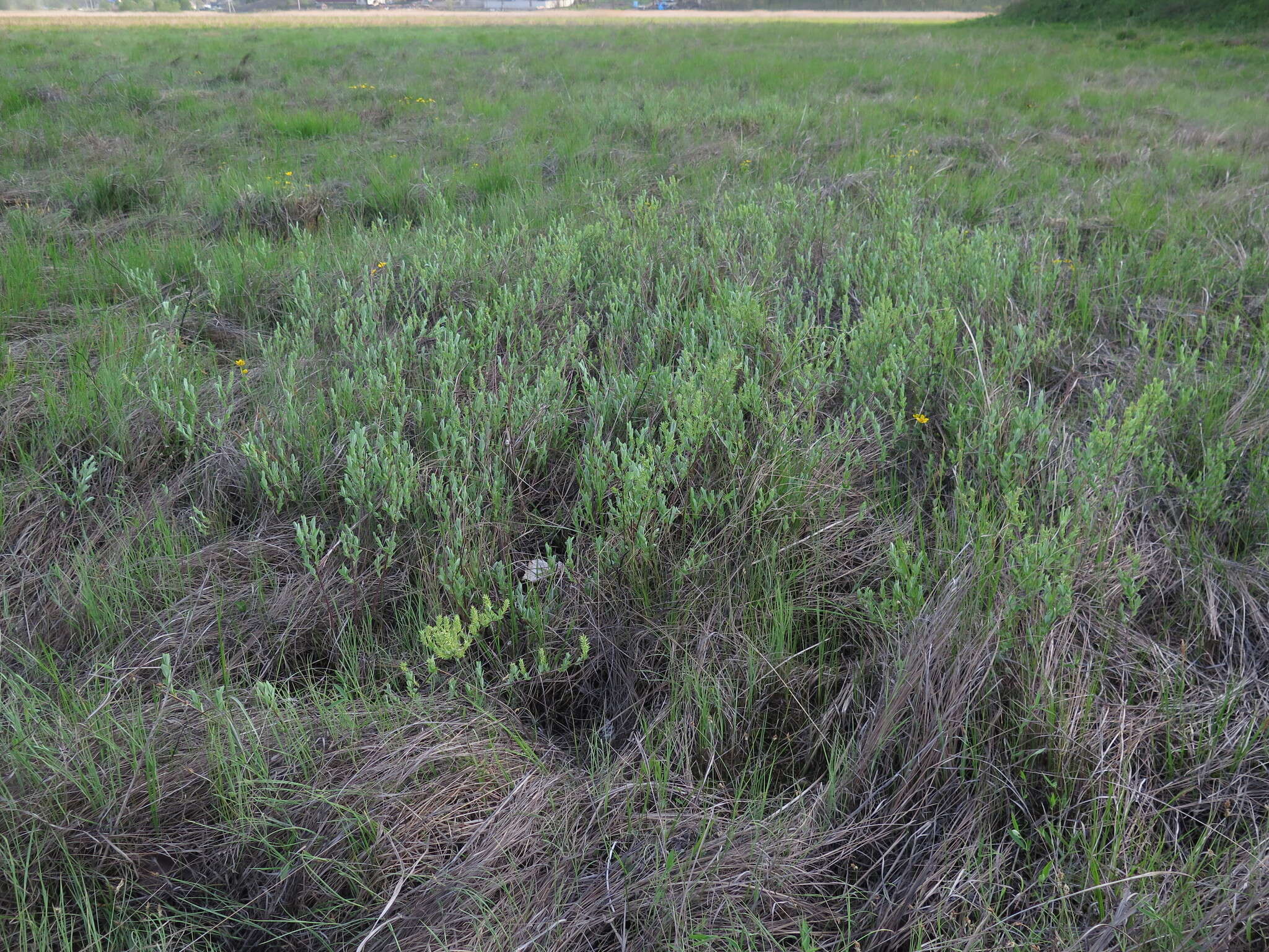 Image of Salix myrtilloides L.