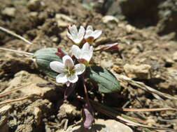 <i>Claytonia obovata</i> resmi