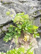 Image of Angelica archangelica subsp. litoralis (Fries) Thell.