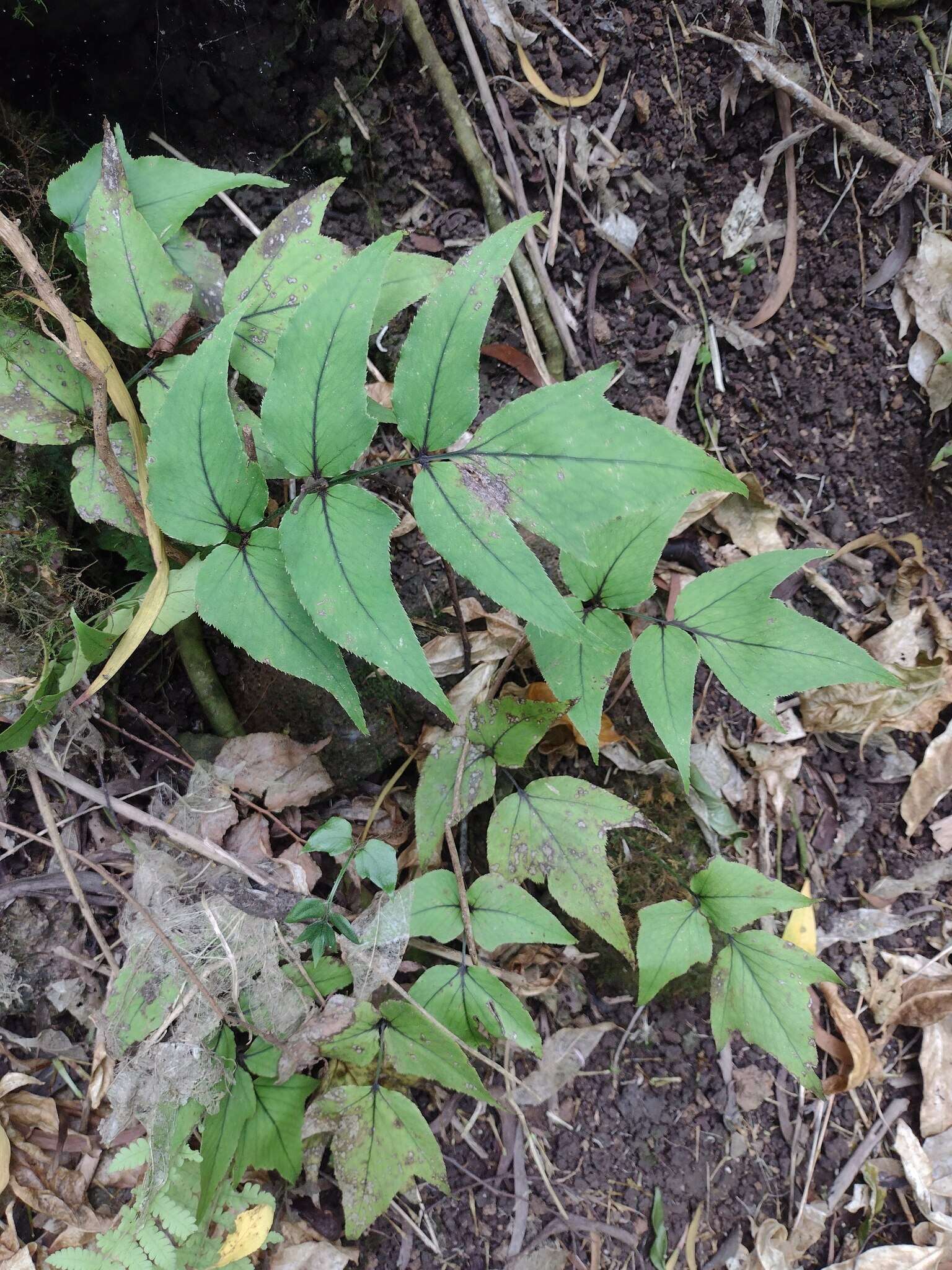 Image of dwarf netvein hollyfern