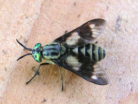 Image of Horse-fly