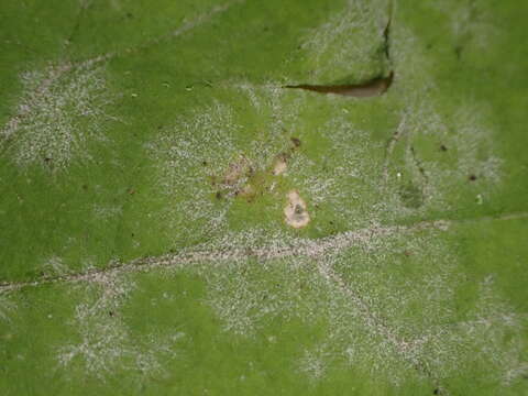 Image of Erysiphe cruciferarum Opiz ex L. Junell 1967