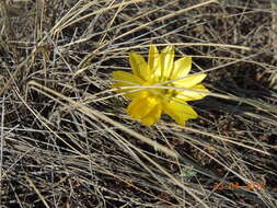 Image of Adonis volgensis DC.