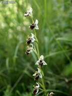 Ophrys fuciflora subsp. bornmuelleri (M. Schulze) B. Willing & E. Willing resmi