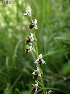 Image of Ophrys fuciflora subsp. bornmuelleri (M. Schulze) B. Willing & E. Willing