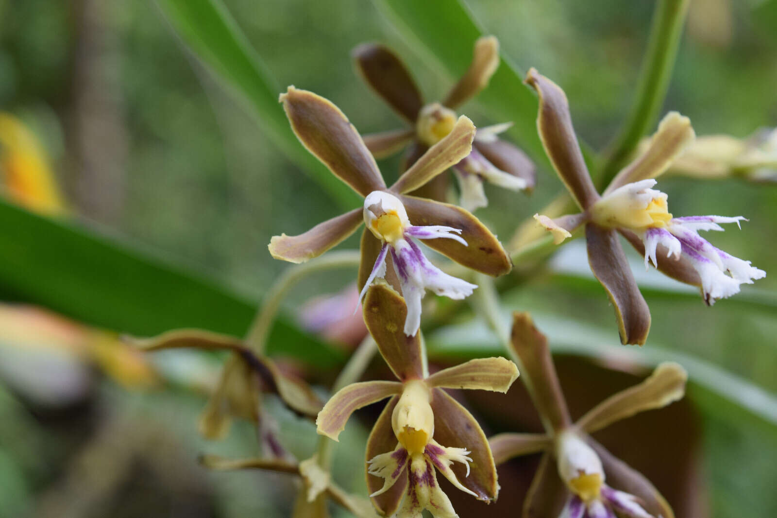 Image of Epidendrum exasperatum Rchb. fil.