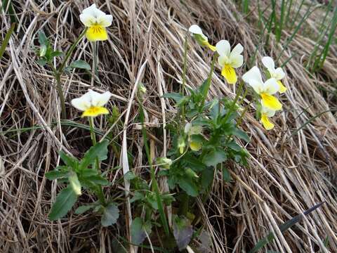 Слика од Viola arvensis Murray