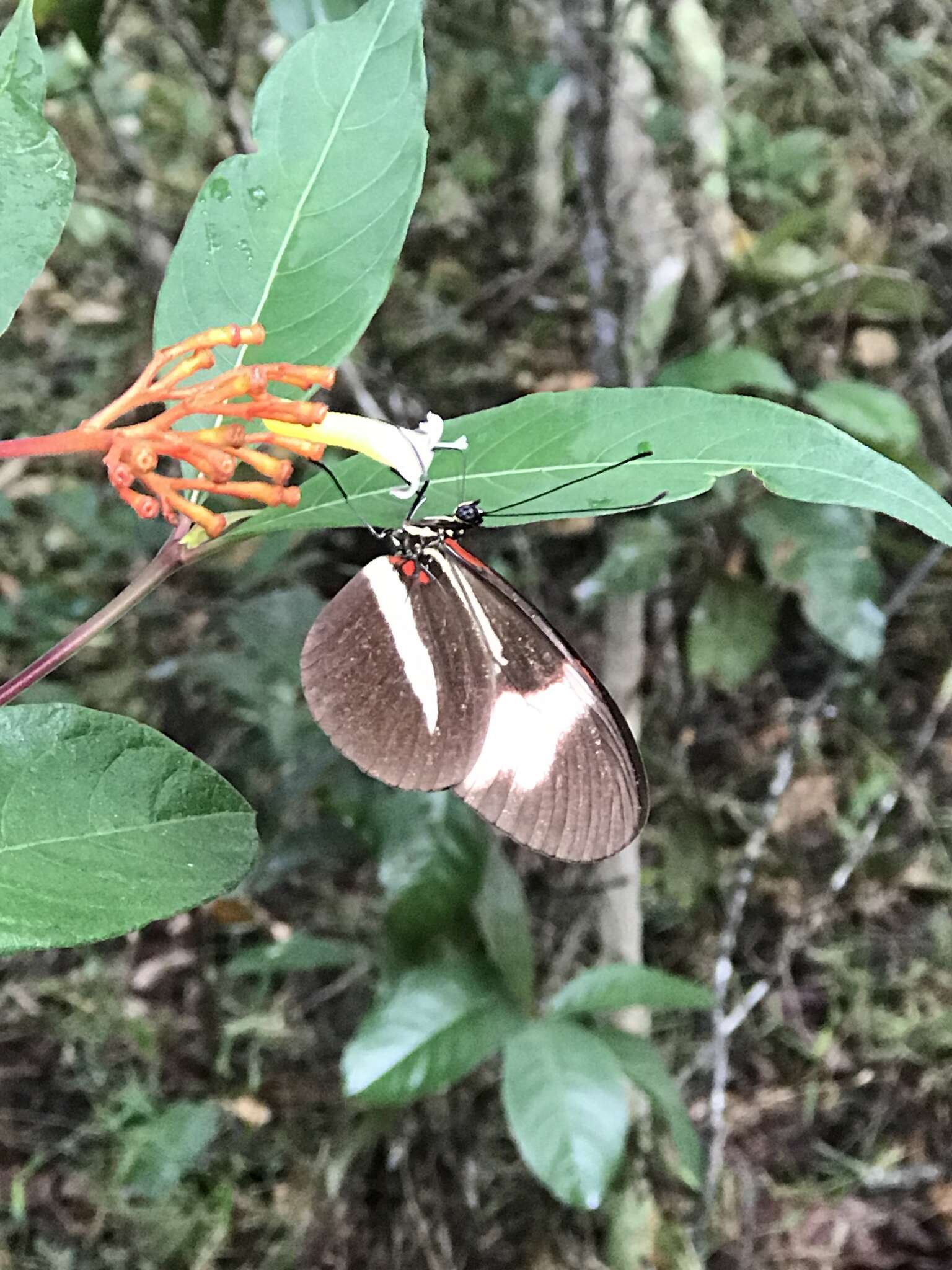 Image of Heliconius melpomene Linnaeus 1758