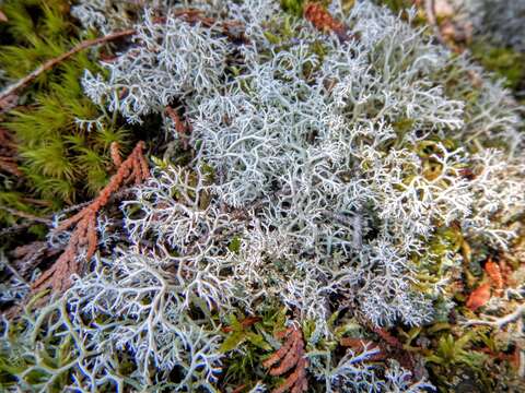 Image of Reindeer lichen