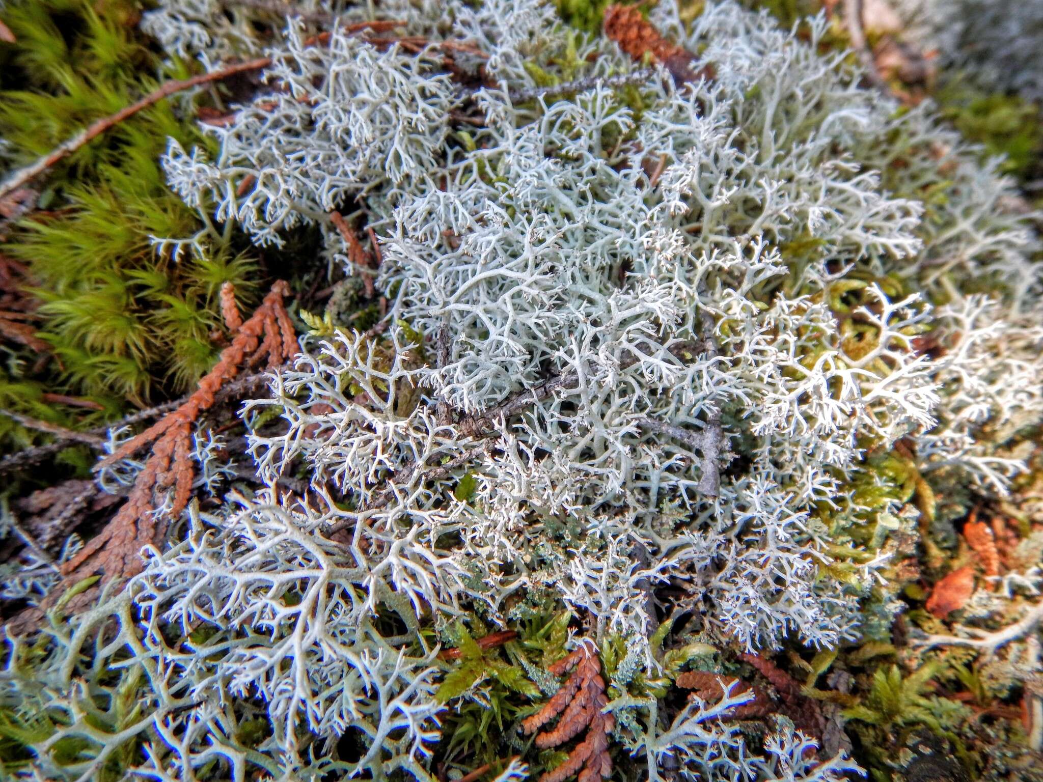 Слика од Cladonia rangiferina (L.) Weber ex F. H. Wigg.