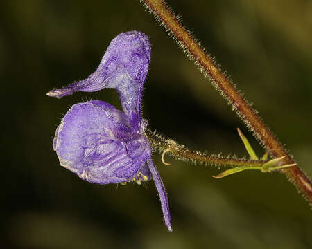 Image of Columbian monkshood