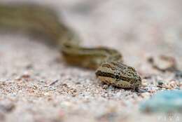 Image de Tropidodryas striaticeps (Cope 1870)